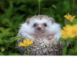 The official hedgehog group