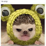 Hedgehog master