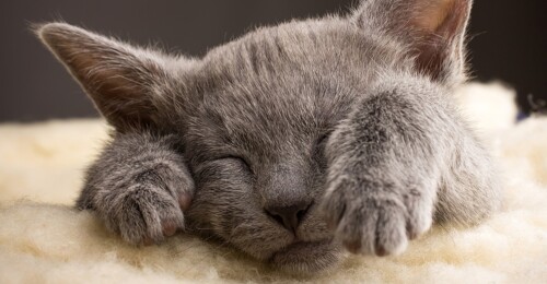 Cat Obby !
