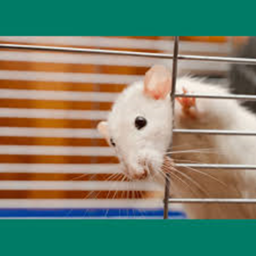 Rat Adventures!