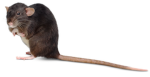 RATTTSSS