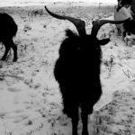 Black goats <3
