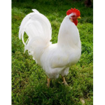 Queen chicken of chicks