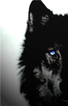 The Dark Wolves