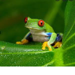 Frogs are us