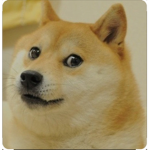 Doge eats cats