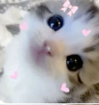 Foggylove