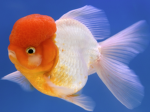 Da Fish Family