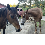 Horse squad And the group forever