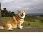 CORGI GROUP!!!!! >:3