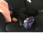 LazyPinkArmy