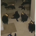 ğ