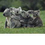 koalas are happy like us!!!! :D :D :D :D :D :D