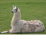Llama llama army