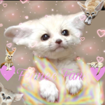 *•-Fennec Fans-•*