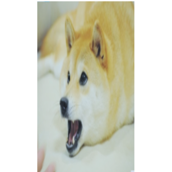 Doge Ortaokulu