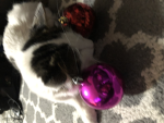 Official Roblox Cats