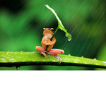 Frog with LEAF