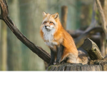Fox tails RP