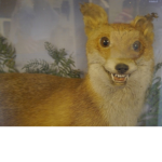 ~*official foxes *~