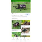 Beetles united