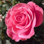 Les roses cute