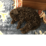 The puppy’s place