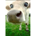 * sᴛʀᴀᴡʙᴇʀʀʏ ᴍᴏᴏ *