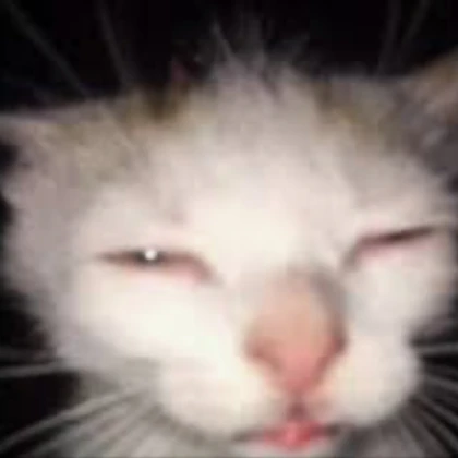 sleepy cat