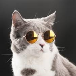 Cool cat savages
