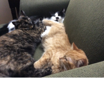 Cat lady’s