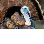 Gobble Gobble Games