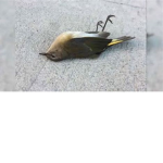 DEAD BIRD GANG