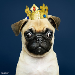 The King Pugs Clan