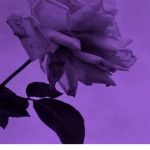 ~Awhxlaulau~