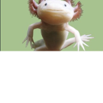 Axolotl army the cuteness will takeover