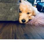 Cute dogs and animals