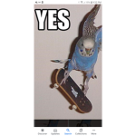 Birds are cooler