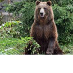 Clothing bear love