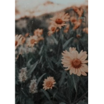 Jocelyn_Alexa
