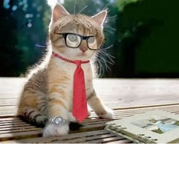 Escapa de la guarderia de gatos