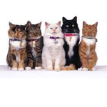 VIVA I GATTIIII!!!