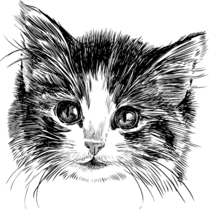 Cat Roblox decal
