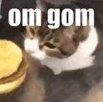 Miau game