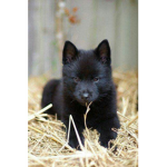 BLACKxwolves