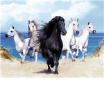 horse rideing