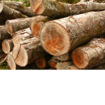 No More Trees Group