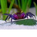 Crab Studio