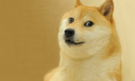 The doge teams