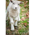 sheep gang games